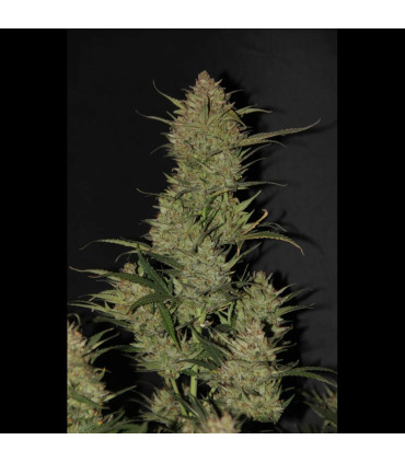 OG Kush Auto Fast Buds | Αυτόματοι Σπόροι Κάνναβης