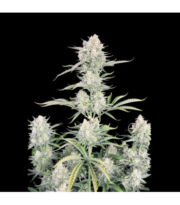 OG Kush Auto Fast Buds | Αυτόματοι Σπόροι Κάνναβης