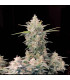 Skunk Auto Fast Buds | Αυτόματοι Σπόροι Κάνναβης