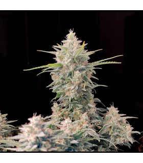 Skunk Auto Fast Buds - Αυτόματοι Σπόροι Κάνναβης