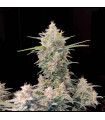 Skunk Auto