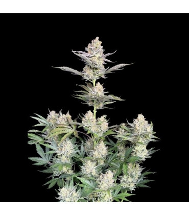 Skunk Auto Fast Buds | Αυτόματοι Σπόροι Κάνναβης