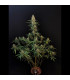 Sour Diesel Auto Fast Buds | Αυτόματοι Σπόροι