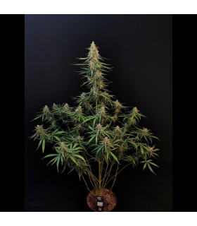Sour Diesel Auto Fast Buds - Αυτόματοι Σπόροι