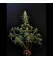 Sour Diesel Auto