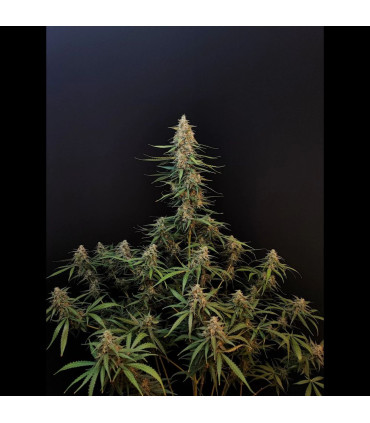 Sour Diesel Auto Fast Buds | Αυτόματοι Σπόροι