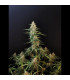 Sour Diesel Auto Fast Buds | Αυτόματοι Σπόροι