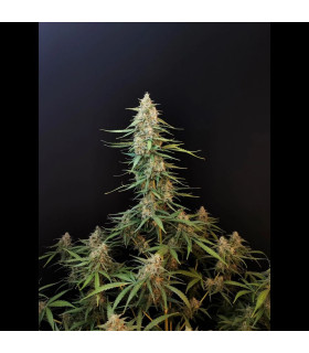 Sour Diesel Auto