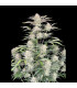 Sour Diesel Auto Fast Buds | Αυτόματοι Σπόροι