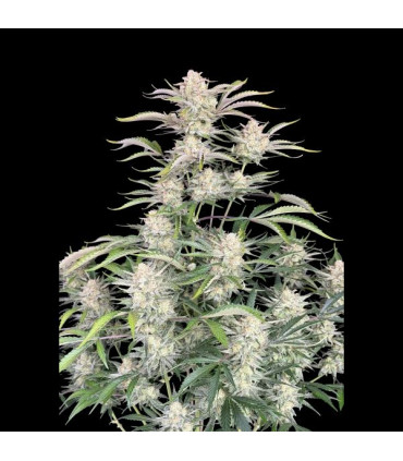 Sour Diesel Auto Fast Buds | Αυτόματοι Σπόροι