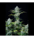 White Widow Auto Fast Buds | Αυτόματοι Σπόροι