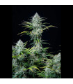 White Widow Auto