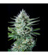 White Widow Auto Fast Buds | Αυτόματοι Σπόροι