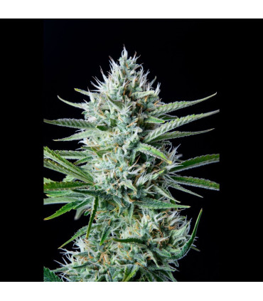White Widow Auto Fast Buds | Αυτόματοι Σπόροι