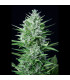 White Widow Auto Fast Buds | Αυτόματοι Σπόροι