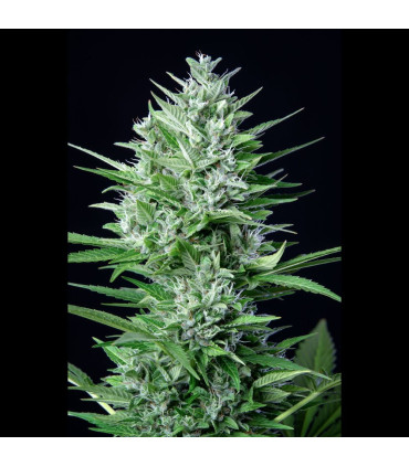 White Widow Auto Fast Buds | Αυτόματοι Σπόροι