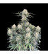 White Widow Auto Fast Buds | Αυτόματοι Σπόροι