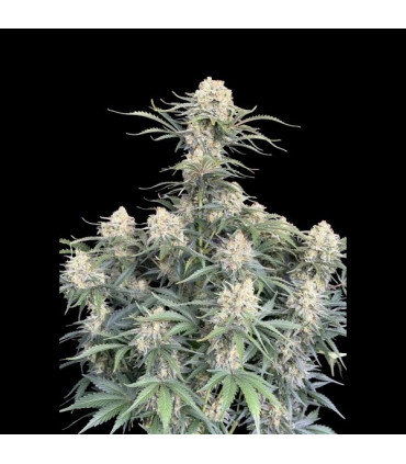 White Widow Auto Fast Buds | Αυτόματοι Σπόροι