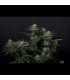 GG4 Sherbet FF Fast Buds | Σπόροι Fast Flowering