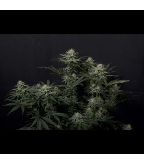 GG4 Sherbet FF Fast Buds - Σπόροι Fast Flowering