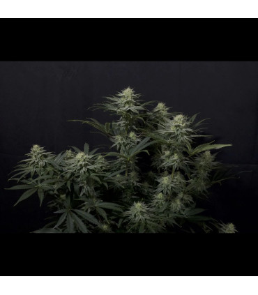 GG4 Sherbet FF Fast Buds | Σπόροι Fast Flowering