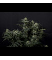 GG4 Sherbet FF