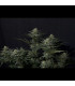 GG4 Sherbet FF Fast Buds | Σπόροι Fast Flowering