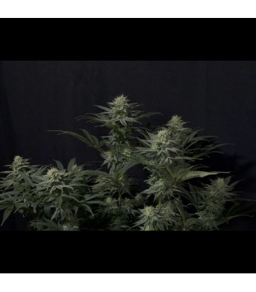 GG4 Sherbet FF Fast Buds | Σπόροι Fast Flowering