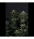 GG4 Sherbet FF Fast Buds | Σπόροι Fast Flowering