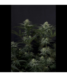 GG4 Sherbet FF