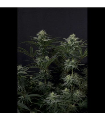 GG4 Sherbet FF Fast Buds | Σπόροι Fast Flowering