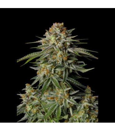 GG4 Sherbet FF Fast Buds | Σπόροι Fast Flowering