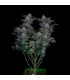 Gorilla Cookies FF Fast Buds | Σπόροι Fast Flowering