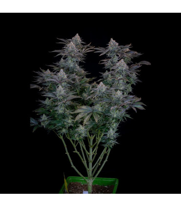 Gorilla Cookies FF Fast Buds | Σπόροι Fast Flowering
