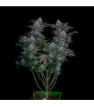 Gorilla Cookies FF