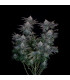 Gorilla Cookies FF Fast Buds | Σπόροι Fast Flowering