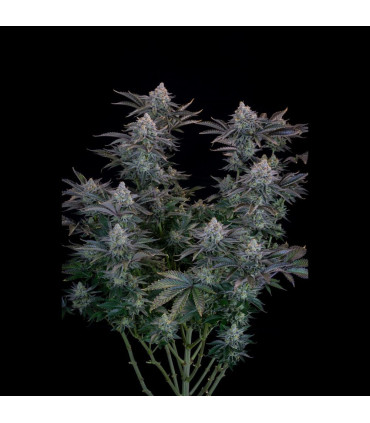 Gorilla Cookies FF Fast Buds | Σπόροι Fast Flowering