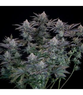 Gorilla Cookies FF