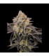 Gorilla Cookies FF Fast Buds | Σπόροι Fast Flowering