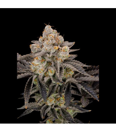 Gorilla Cookies FF Fast Buds | Σπόροι Fast Flowering