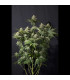 Orange Sherbet FF Fast Buds | Σπόροι Fast Flowering