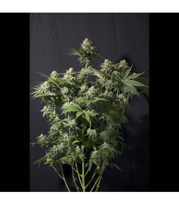Orange Sherbet FF Fast Buds | Σπόροι Fast Flowering