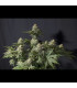 Orange Sherbet FF Fast Buds | Σπόροι Fast Flowering