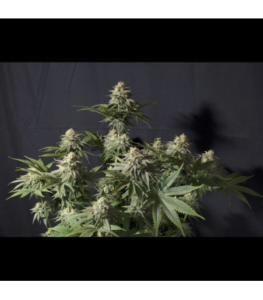 Orange Sherbet FF Fast Buds | Σπόροι Fast Flowering
