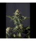 Orange Sherbet FF Fast Buds | Σπόροι Fast Flowering