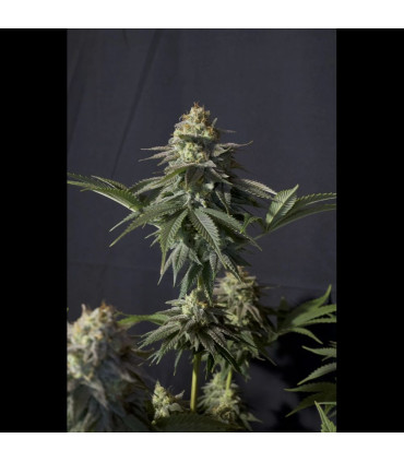 Orange Sherbet FF Fast Buds | Σπόροι Fast Flowering