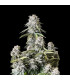 Orange Sherbet FF Fast Buds | Σπόροι Fast Flowering