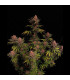 Purple Lemonade FF Fast Buds | Fast Flowering Σπόροι