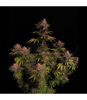 Purple Lemonade FF Fast Buds - Fast Flowering Σπόροι