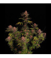 Purple Lemonade FF